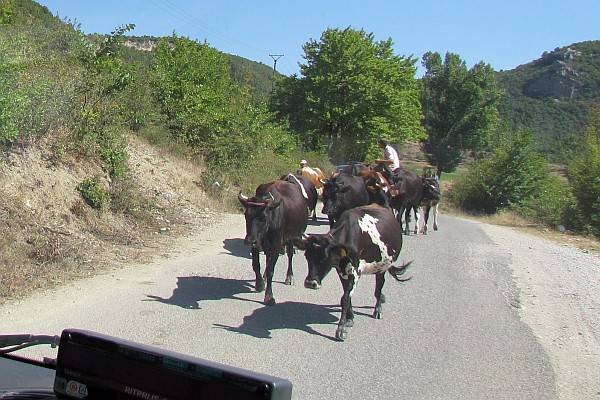 cattle taking the right of way on the road