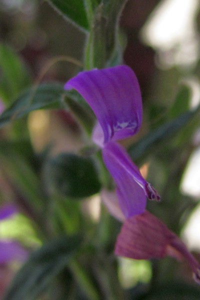 close-up of a small purple flower