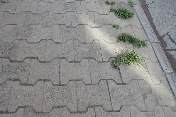 sidewalk bricks--straight lines but not rectangles