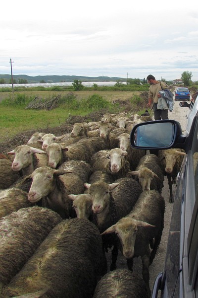 sheep are herded past our van on the way to another village