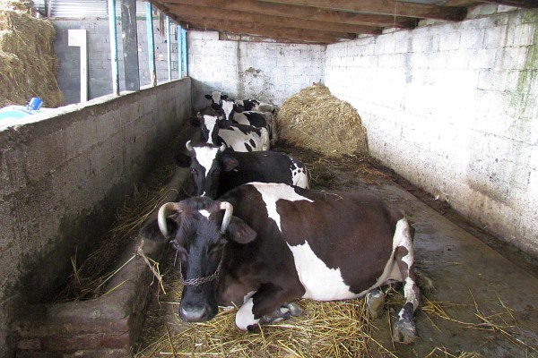 a milk cow and four heifers