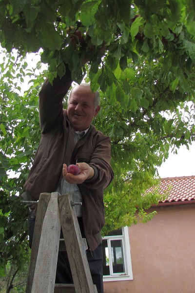 Mr. Ndoni climbs to get some plums for us
