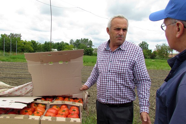 Stavri Gjini and his greenhouse tomatoes