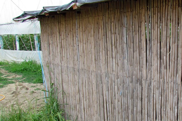a shed with bamboo pole walls