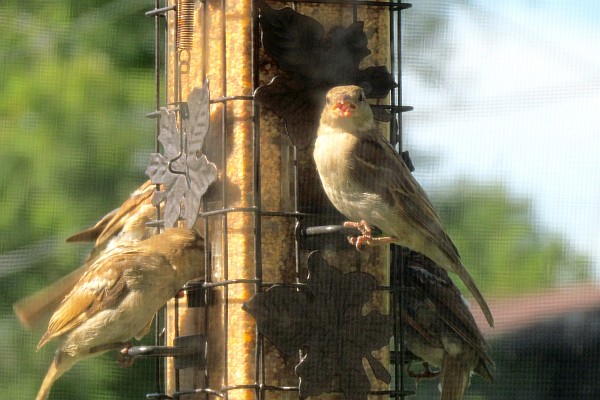 three sparrows at our feeder