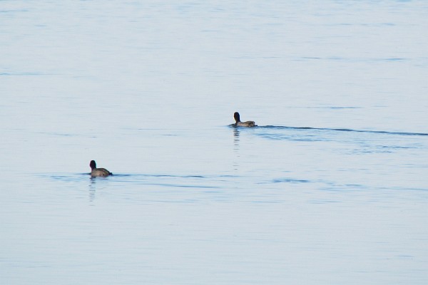 ducks on Lake Shkodra