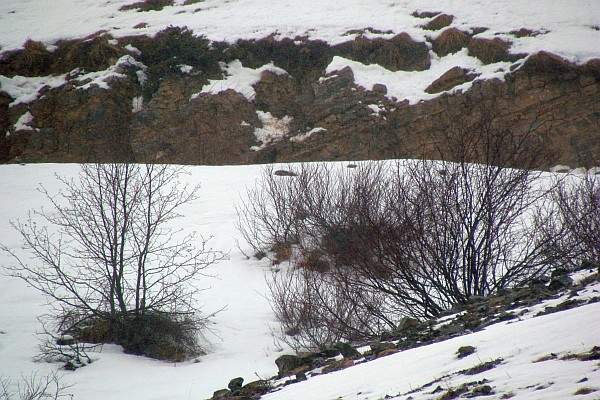 a snow landscape outside