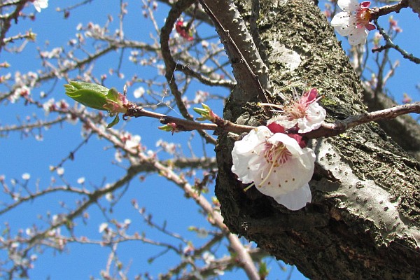 a plum tree in blossom