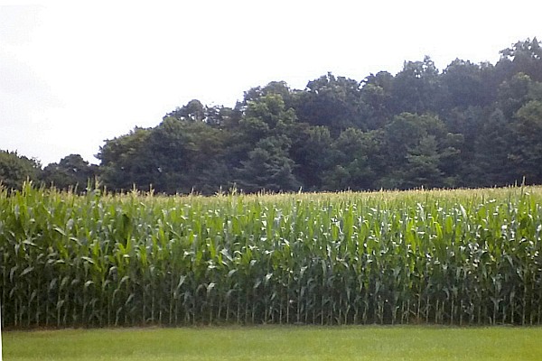 a cornfield nearn Harrisonburg, VA, USA