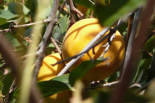 a persimmon tree and its fruit