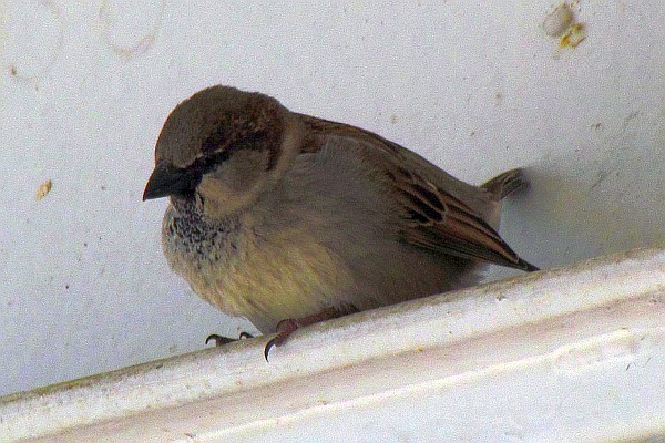 a sparrow poses