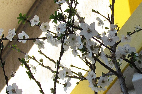 flowering fruit tree in Mostar