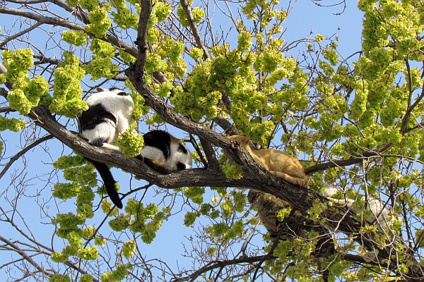 five or six cats in a tree