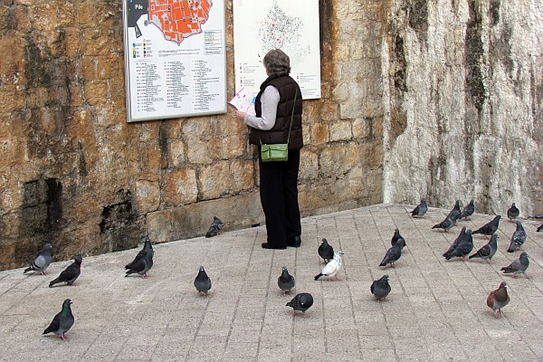 Elsie is surrounded by pigeons as she looks at a map of the Old City