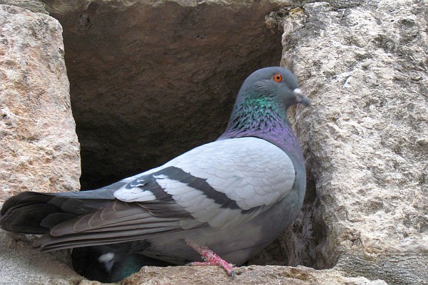 a pigeon in Dubrovnik, Croatia