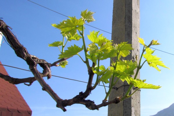 new leaf growth on a grapevine