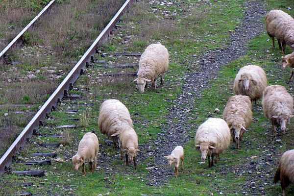 sheep grazing on and along the train tracks