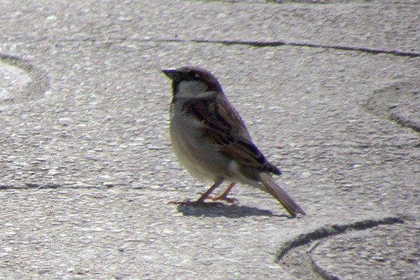 sparrows are plentiful in Lushnje as well as Lezhe