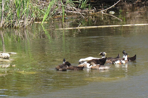 ducks swimming in a drainage canal