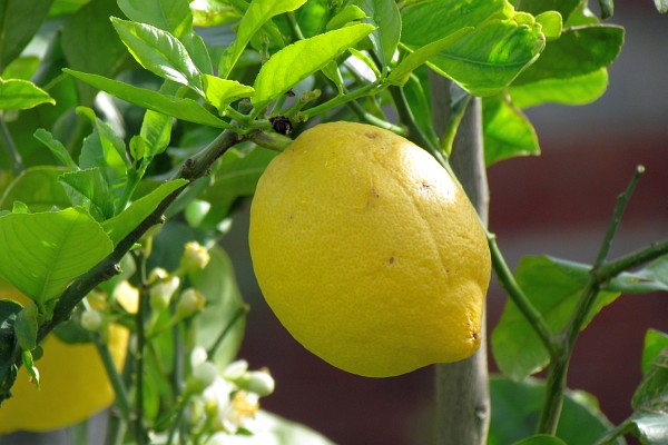 a lemon growing on a tree
