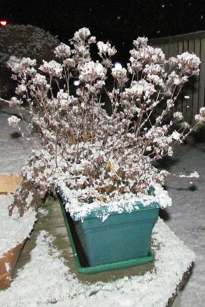 snow on our deck in Harrisonburg, VA, USA, on We., Jan. 15
