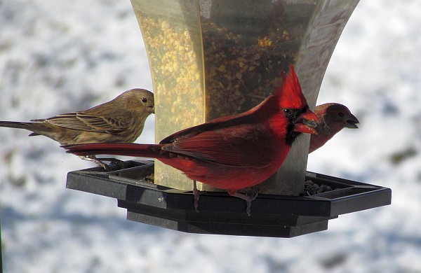 birds feasting at our feeder on a snowy Sat., Jan. 18