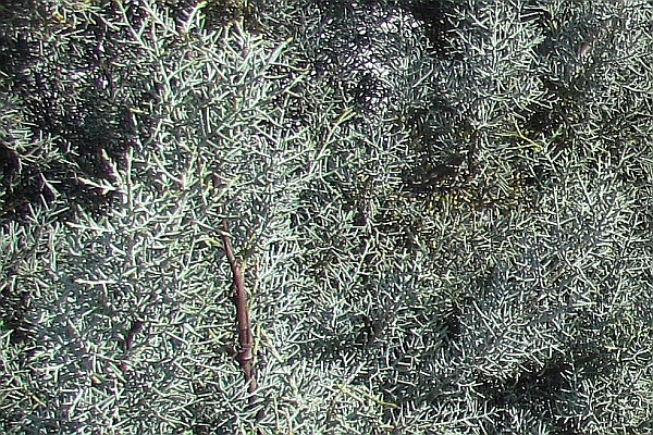 close up of the tree pictured above