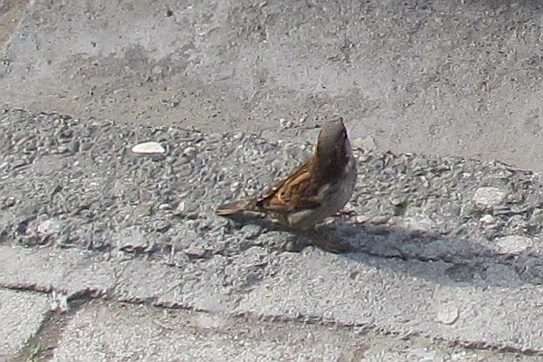 sparrow on the street side