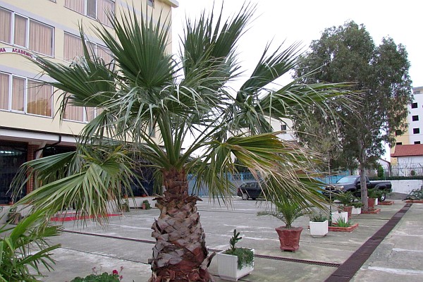 a palm tree and other plants at LAC