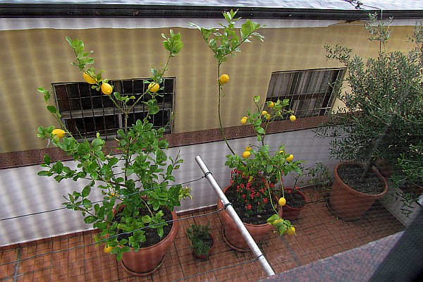 leon trees in pots on a balcony