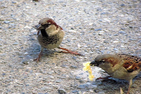 house sparrows on the street