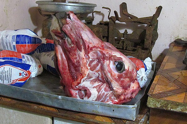 skinned cow's head ready for cooking meat from it