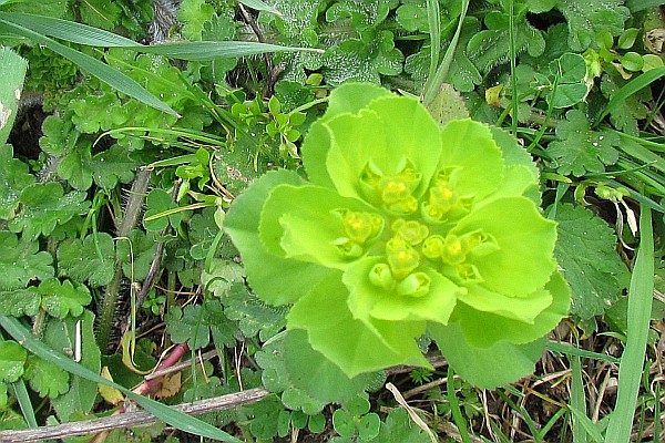 a greenish yellow wild flower