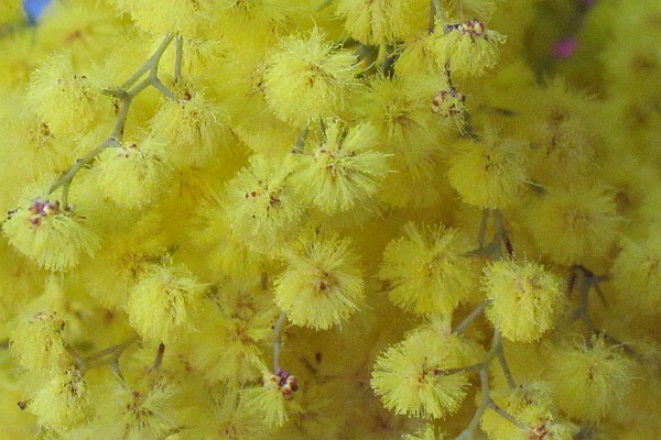 close up of Mimosa blooms
