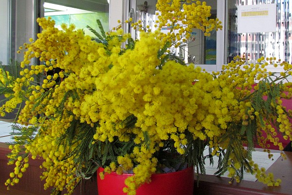 Mimosa flowers to celebrate Teachers Week