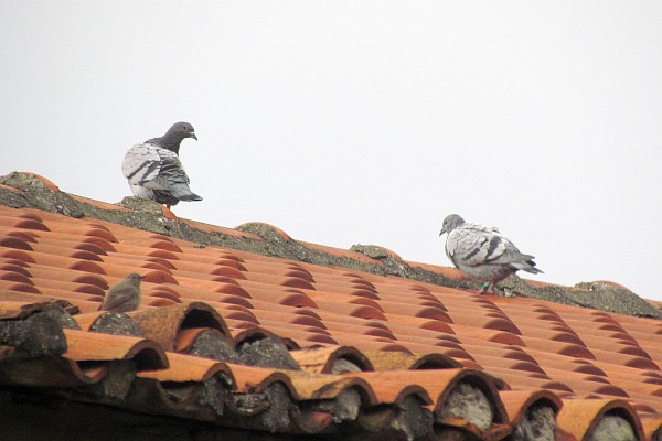 two pigeons on a tile roof near our apaartment
