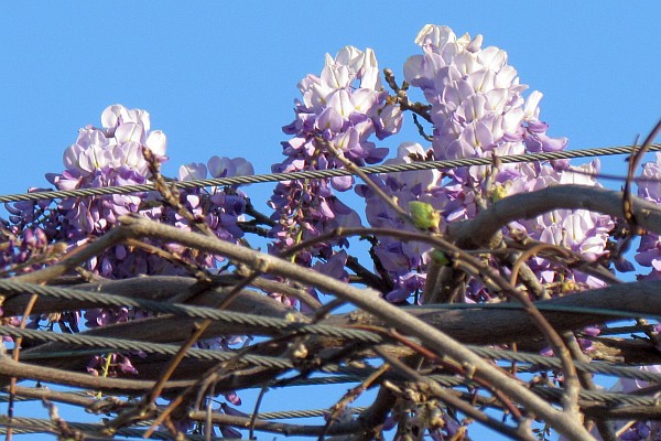 Wisteria blooms from the park's artwork contqainers