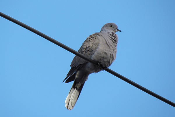 a pigeon on a wire outsisde of our apartment