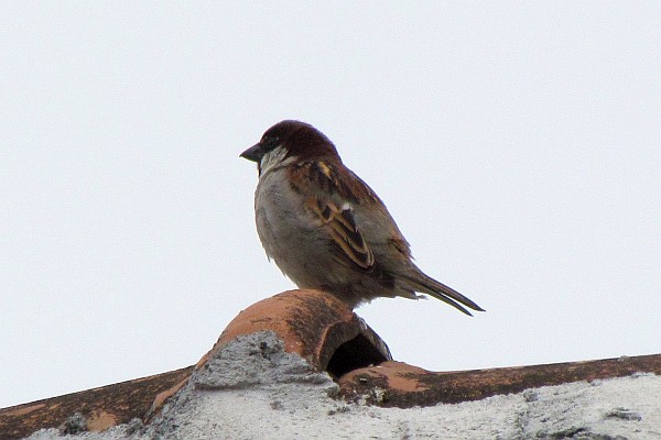 a male house sparrow on a rooftop