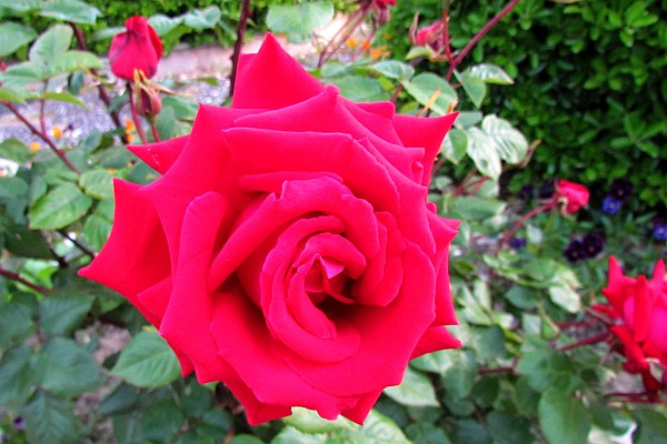 a rose is always beautiful