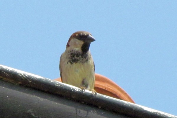 house sparrow #6