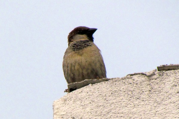 house sparrow #7