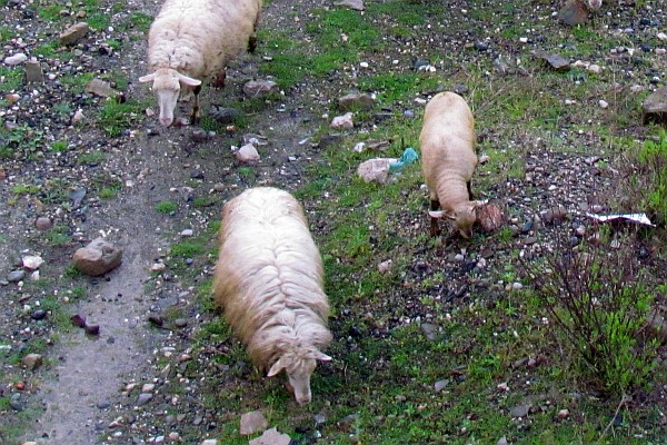 sheep grazing across the railroad tracks in Lezhe