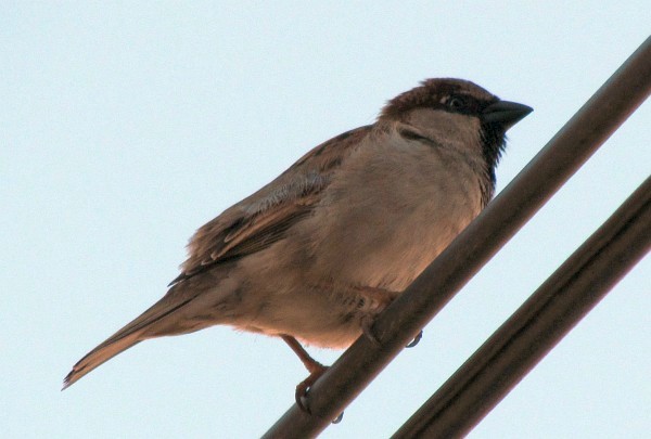 male house sparrow on wire