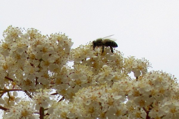 a bee sampling blosoms on a bush