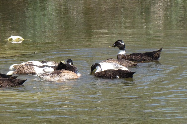 mallard-related ducks (I)