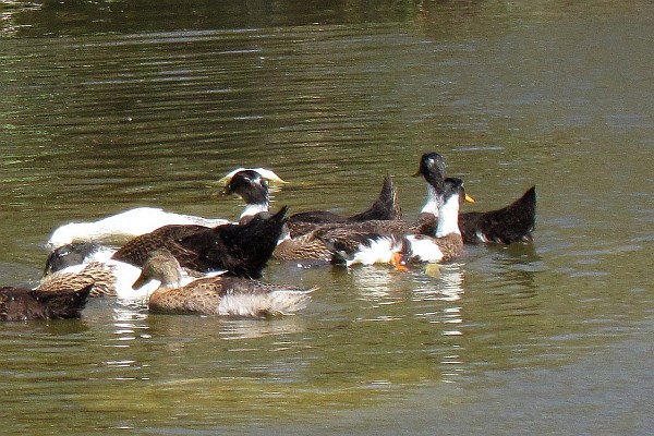 mallard-related ducks (II)