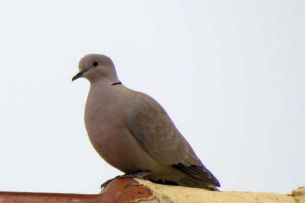 pigeon on neighbor's roof