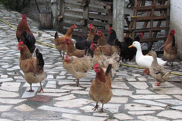 some chickens and a duck or two around a house in lezhe