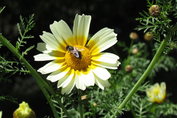 bee on a marguerite daisy